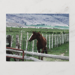 Pferd Postkarte
