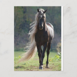 Pferd Postkarte