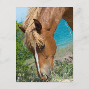 Pferd Postkarte