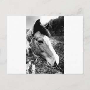 Pferd Postkarte