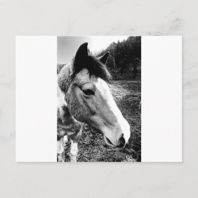 Pferd Postkarte (Vorderseite)
