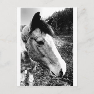 Pferd Postkarte