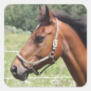 Pferd Quadratischer Aufkleber
