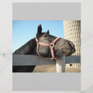 Pferd/Ranch/Scheune Flyer