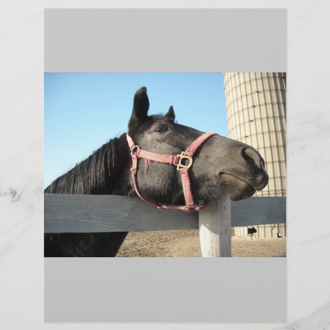 Pferd/Ranch/Stall Flyer (Vorne)