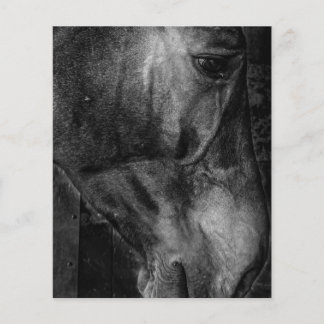 Pferd | Reittiere Leinwand Flyer