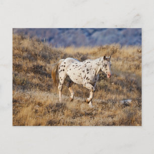 Pferd Roaming in den Landschaftlichen Hügeln des G Postkarte
