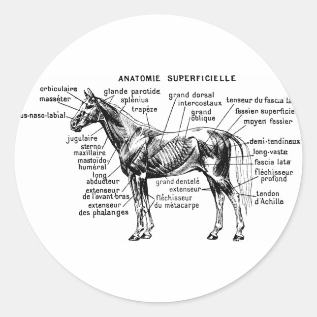 Pferd Runder Aufkleber (Vorderseite)