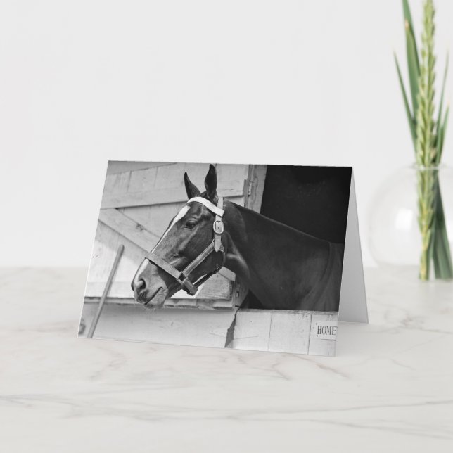 Pferd schwarz und weiß, Geburtstag Karte (Vorderseite)