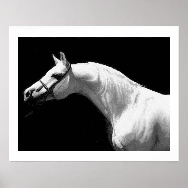 Pferd schwarz & weiß poster (Vorne)