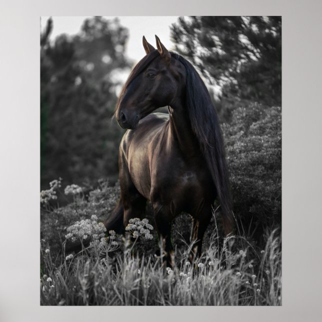 Pferd Schwarz-weißes Foto Modernes Poster (Vorne)