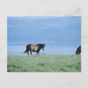 Pferd, See und Berglandschaft Postkarte