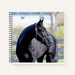Pferd & Sonnenaufgang beim SeenNotebook Notizbuch