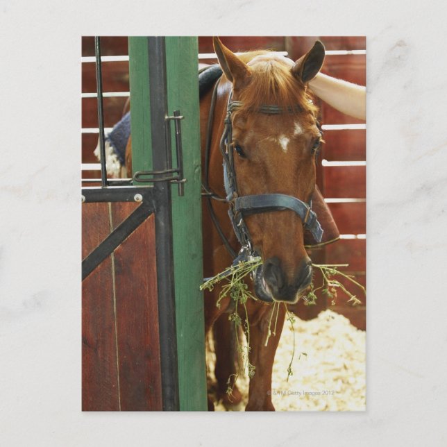 Pferd stehend in einem Stall Postkarte (Vorderseite)