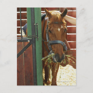 Pferd stehend in einem Stall Postkarte