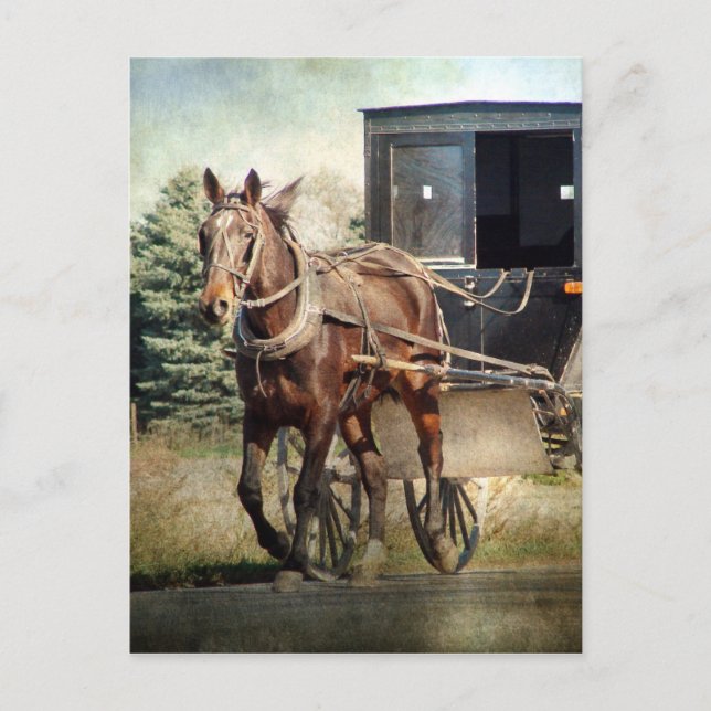 Pferd und Buggy im ländlichen Iowa Postkarte (Vorderseite)
