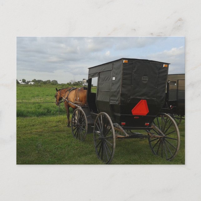 Pferd und Buggy im Sonnenuntergang Postkarte (Vorderseite)
