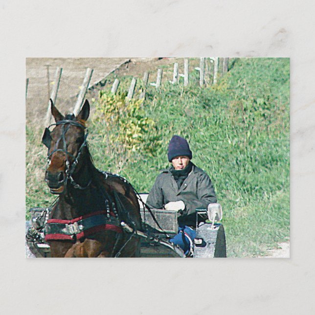 Pferd und Buggy Postkarte (Vorderseite)