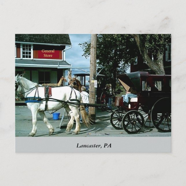 Pferd und Buggy Postkarte (Vorderseite)