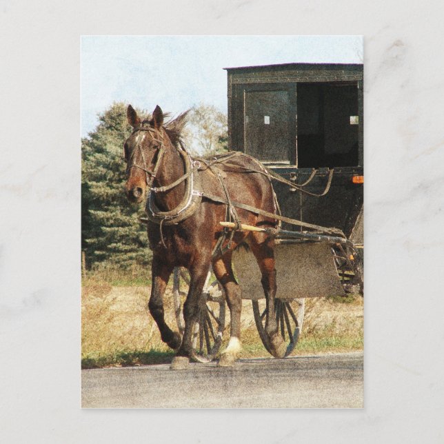 Pferd und Buggy Postkarte (Vorderseite)
