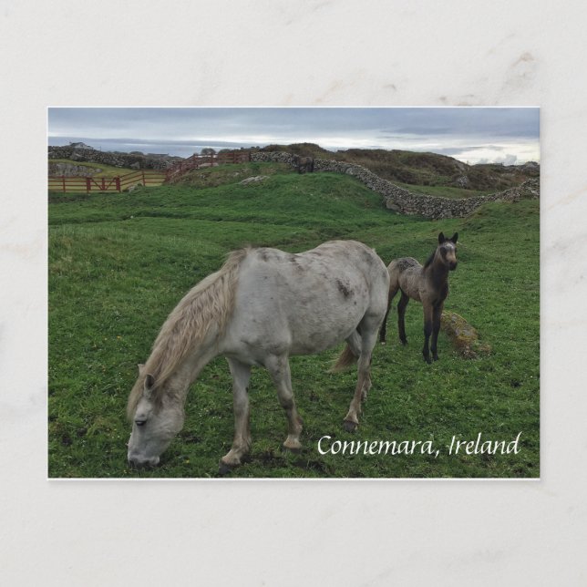 Pferd und Foal, Irland Postkarte (Vorderseite)