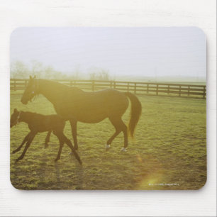 Pferd und Fohlen, die in Weide laufen Mousepad