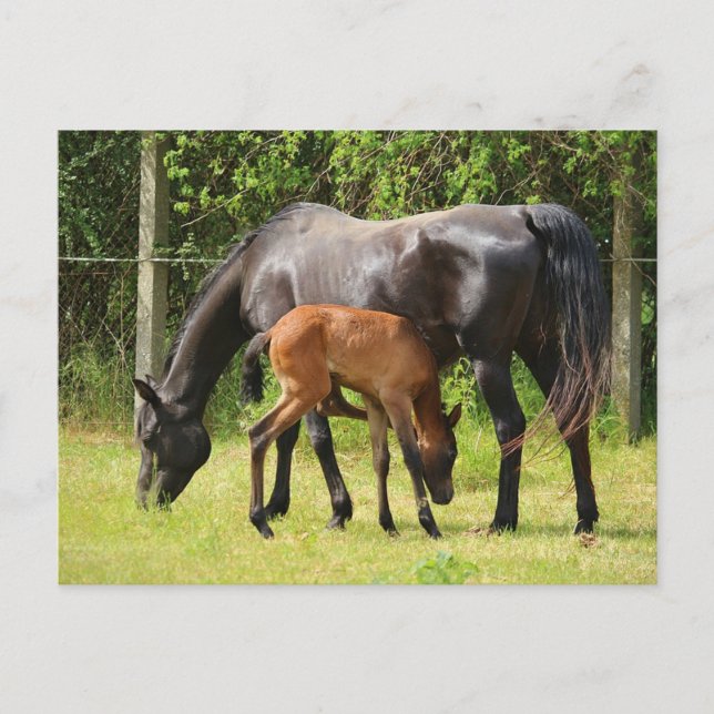 Pferd und Fohlen Postkarte (Vorderseite)