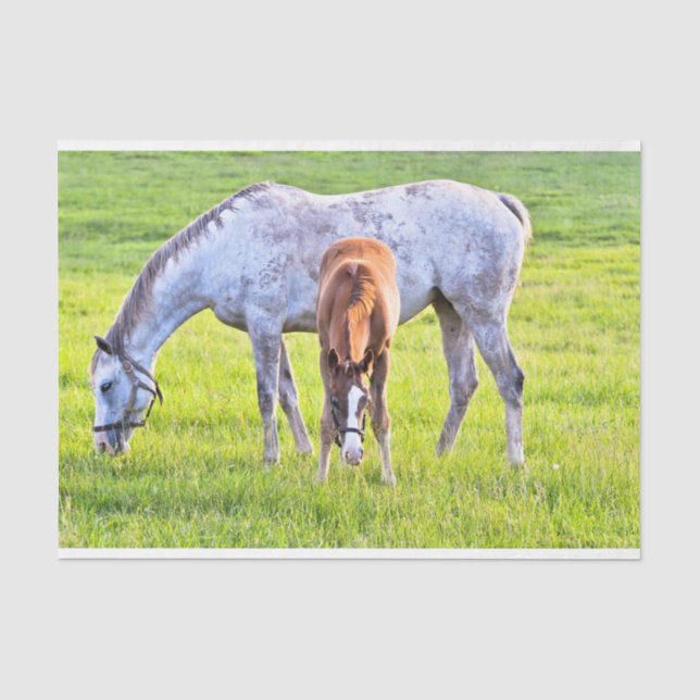 Pferd- und Fotopapier  Seidenpapier (Vorderseite)