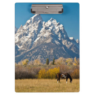 Pferd und Grand Tetons, Moose Head Ranch Klemmbrett