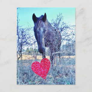 Pferd und Herz Postkarte