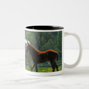 Pferd und ihr Fohlen stehend auf einem Gebiet Zweifarbige Tasse