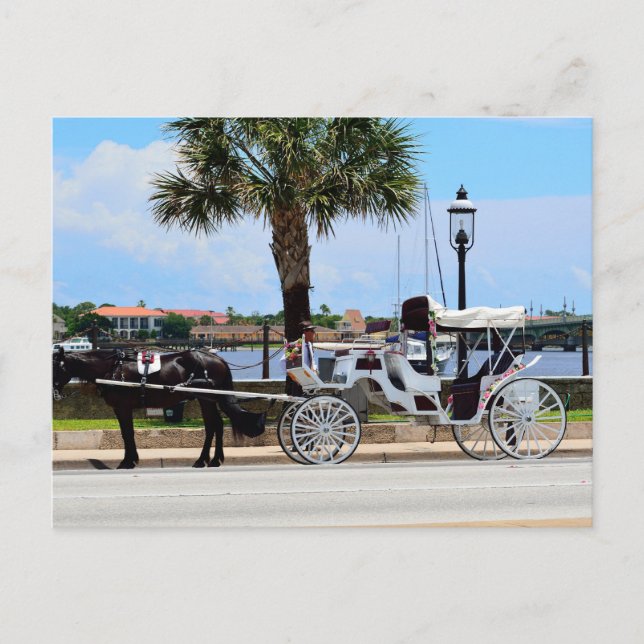Pferd und Kutsche St. Augustine, Fl. Postkarte (Vorderseite)