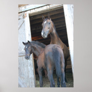 Pferd und Pony Poster