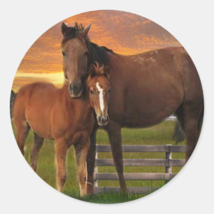 Pferd und Pony Runder Aufkleber