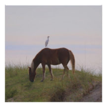 Pferd und Reiten in den Dünen