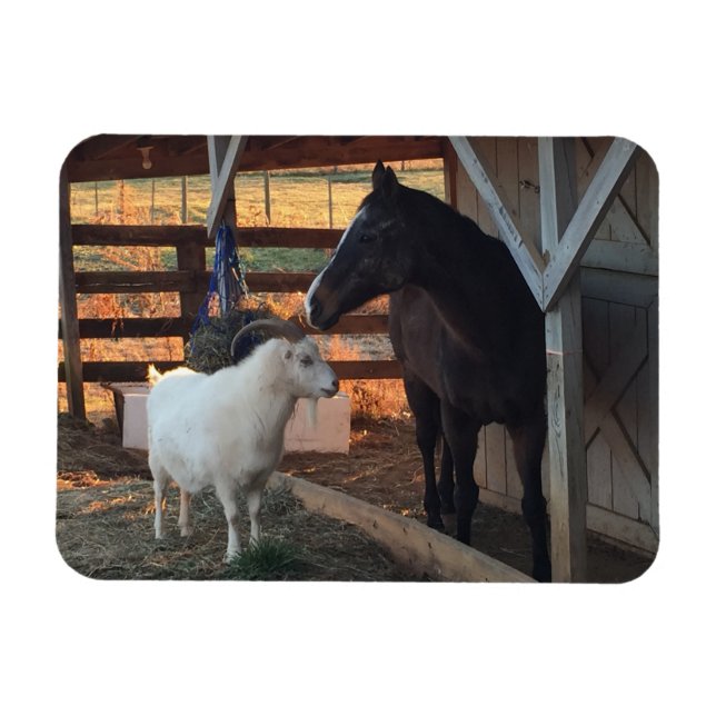 Pferd und Ziege auf dem Bauernmagnet Magnet (Horizontal)