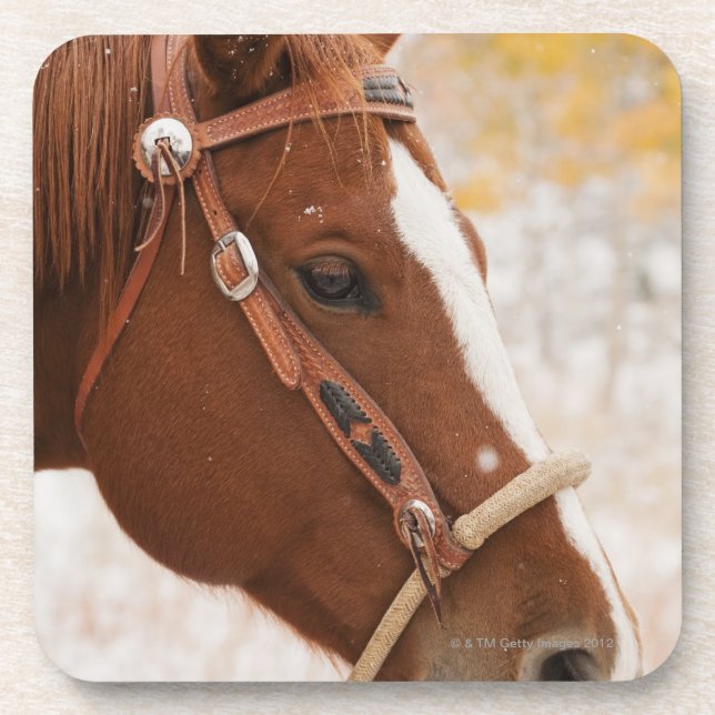 Pferd Untersetzer (Vorderseite)