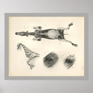 Pferd Veterinär Muskel Skelett Anatomie Druck Poster