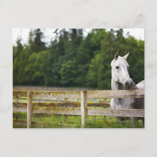 Pferd vor Ort, das über den Zaun schaut Postkarte