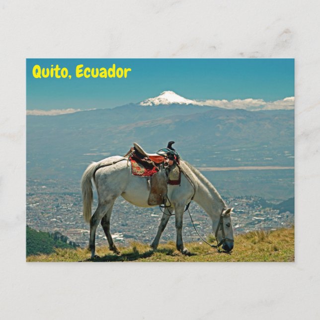 Pferd & Vulkan, Quito, Ecuador Postkarte (Vorderseite)