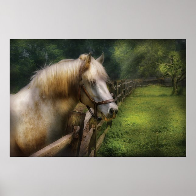 Pferd - Weißer Hengst Poster (Vorne)