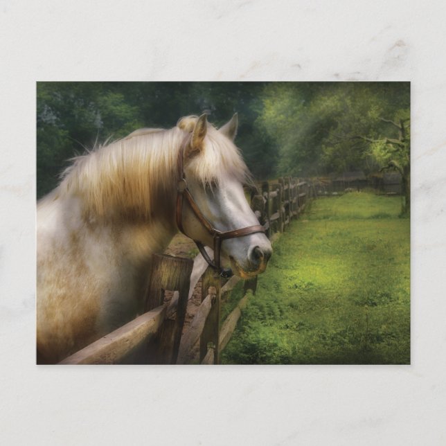 Pferd - Weißer Hengst Postkarte (Vorderseite)