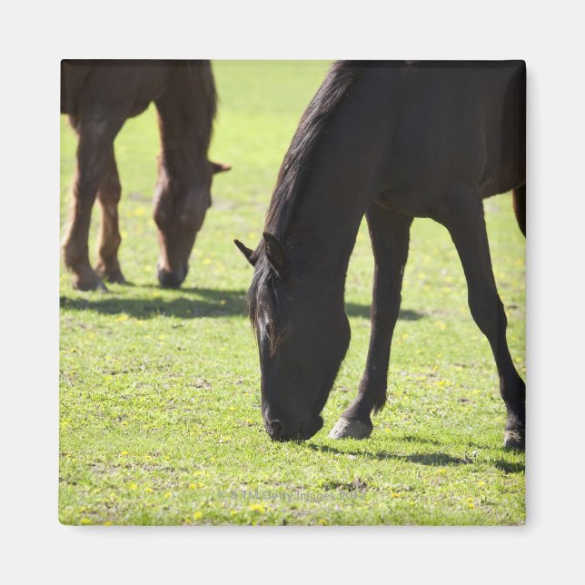 Pferde 2 magnet (Vorne)