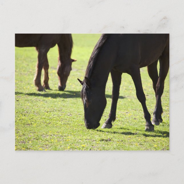 Pferde 2 postkarte (Vorderseite)