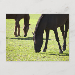 Pferde 2 postkarte