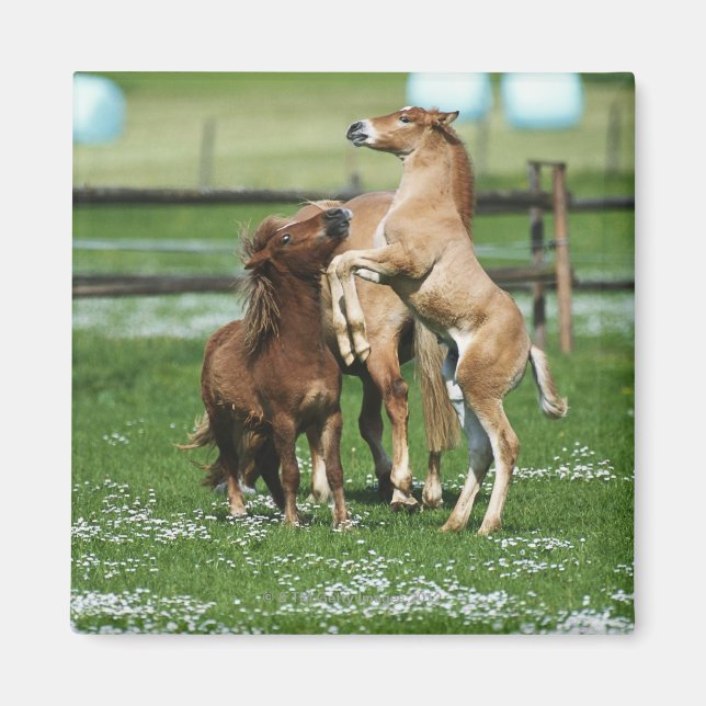 Pferde 3 magnet (Vorne)