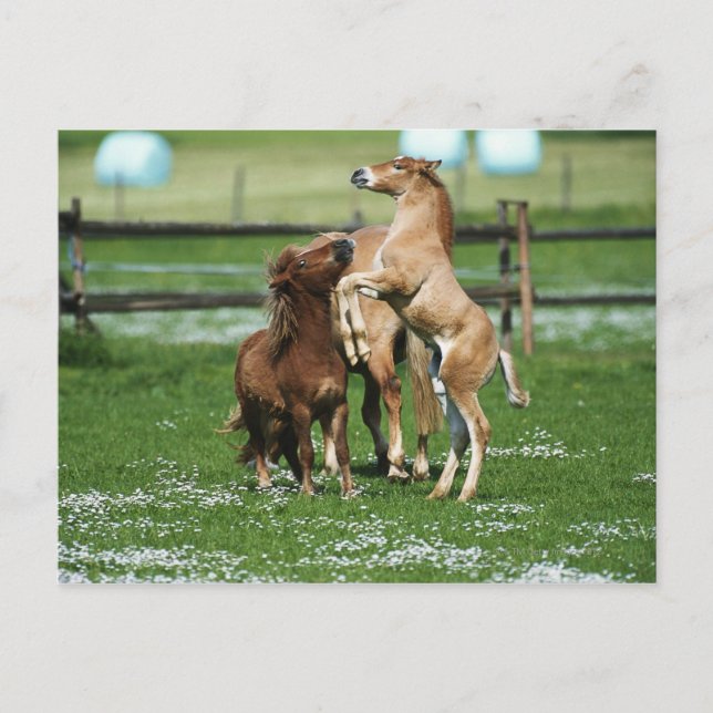 Pferde 3 postkarte (Vorderseite)