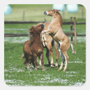 Pferde 3 quadratischer aufkleber