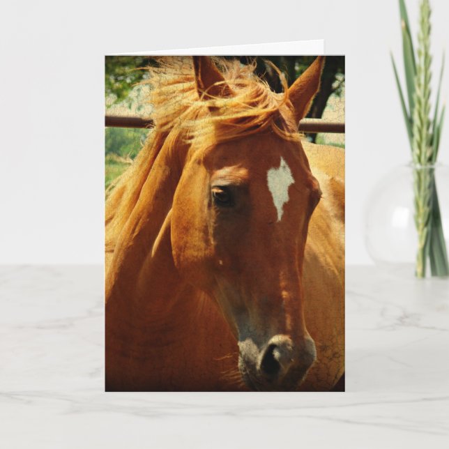 Pferde, Alles Gute Zum Geburtstag Karte (Vorderseite)