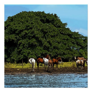 Pferde am Wasser - Costa Rica Poster